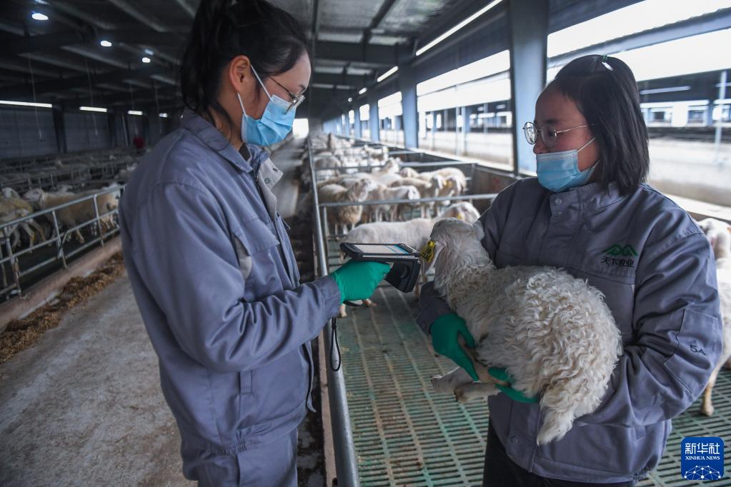 浙江湖州：智慧化升级助力传统湖羊产业现代化