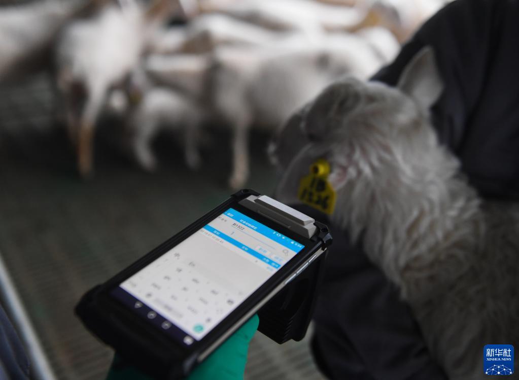 浙江湖州：智慧化升级助力传统湖羊产业现代化
