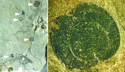 北美首次发现侏罗纪被子植物果实化石