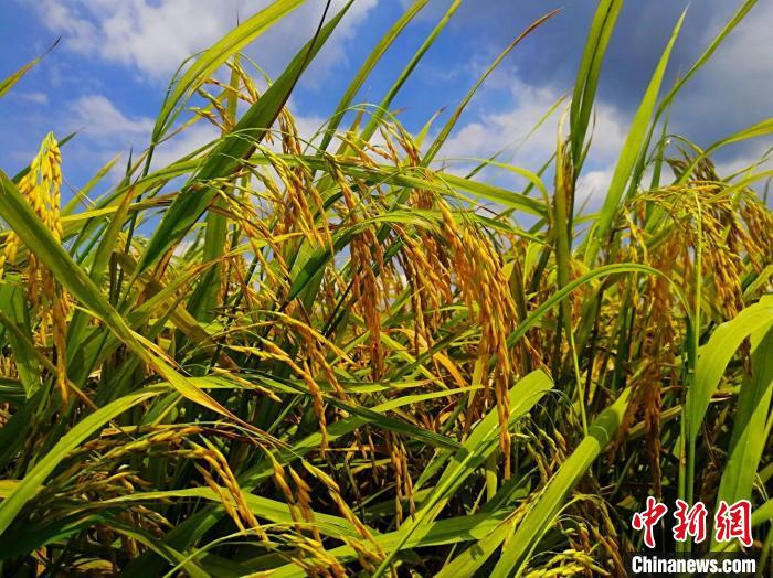 广州增城丝苗米：从濒临绝种 到“逆袭”成现代农业名片