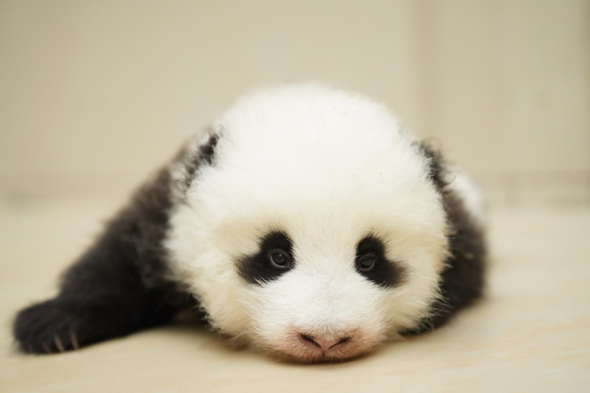 “青宝”“冰宝”官宣！第九个“世界野生动植物日”代言大熊猫正式命名