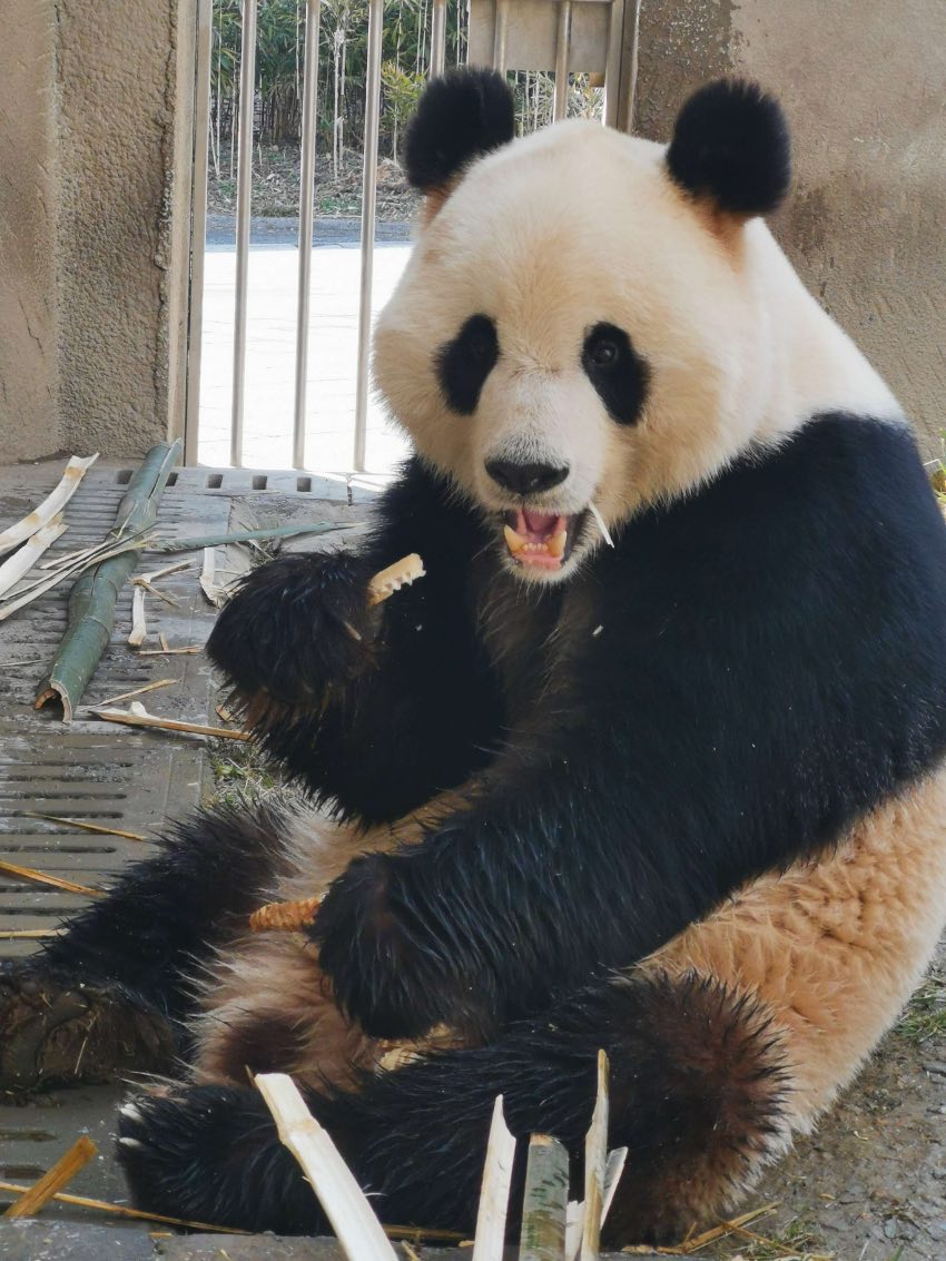 大熊猫“青青”在神树坪基地繁育园。中国大熊猫保护研究中心供图