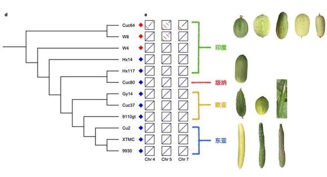 黄瓜是怎样驯化的？泛基因组图告诉你