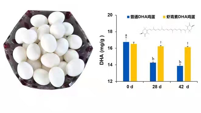饲料来点虾青素 强化鸡蛋储存稳定性