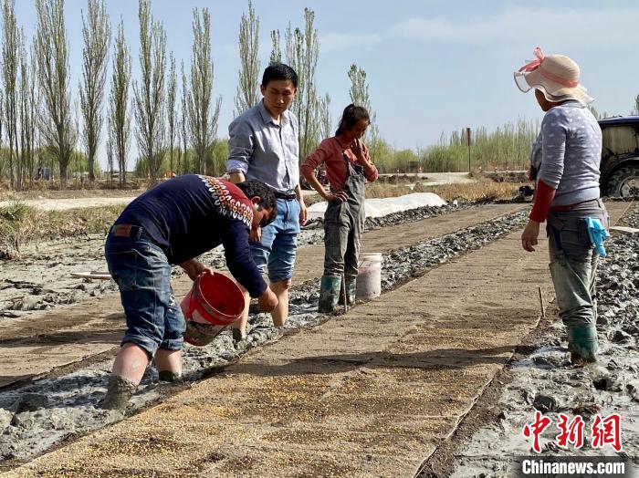浙江水稻新品种在新疆温宿播种育秧为当地打造“高产田”