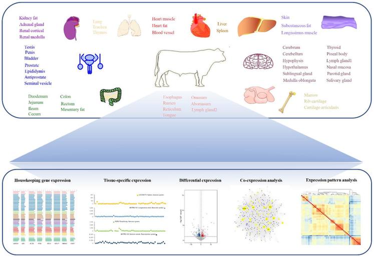 肉牛品種如何形成？國際首個高質量組織基因表達圖譜作答