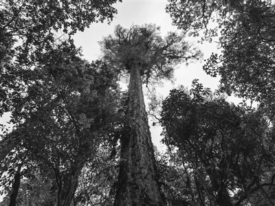 76.8米！西藏墨脱发现中国大陆已知最高的树