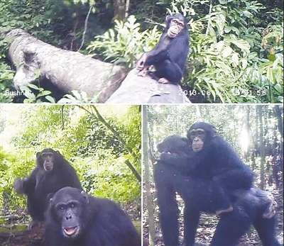 迄今最大黑猩猩基因组图谱绘制完成