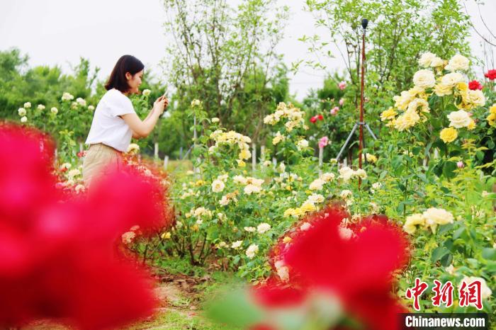 游客在农业基地花丛中赏花 陈家乐 摄