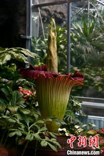 世界珍稀濒危植物巨魔芋在国家植物园群体开花