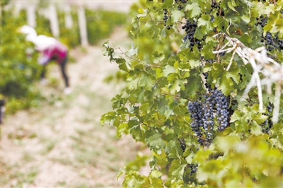 智能化农机设备让葡萄种植模式升级