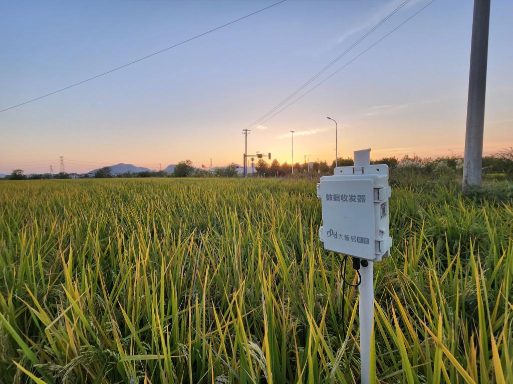 长江畔秋收见闻：稻田里藏了多少“黑科技”