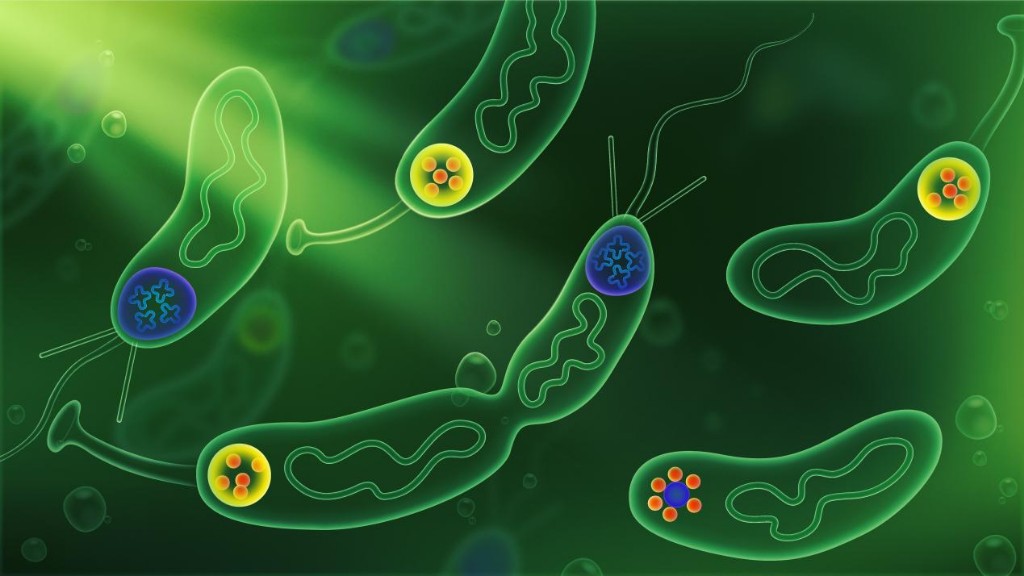 蛋白也能形成“结界”？探索微生物细胞不对称性分裂的调控机制