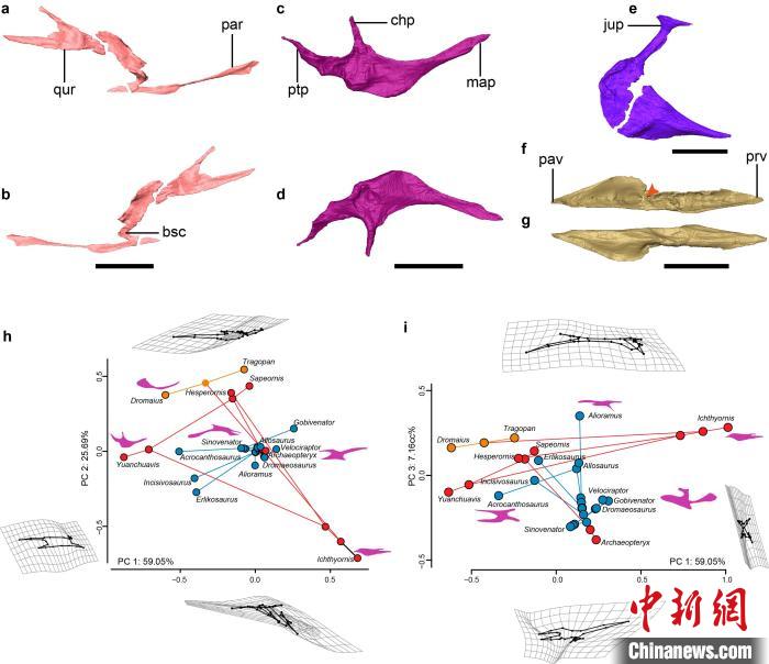 鸟类头骨如何演化出可动性功能？中国科学家最新研究揭秘