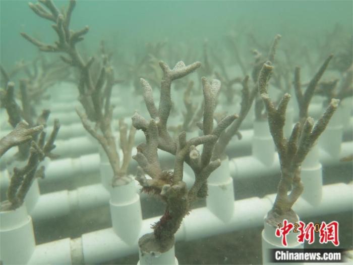 在海底“植树”百万株，他们如何做到？