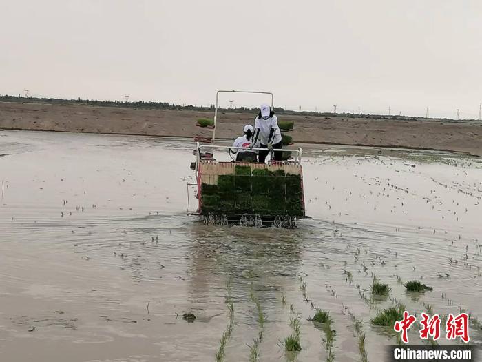 海水稻缘何在离海最远的新疆获得高产？