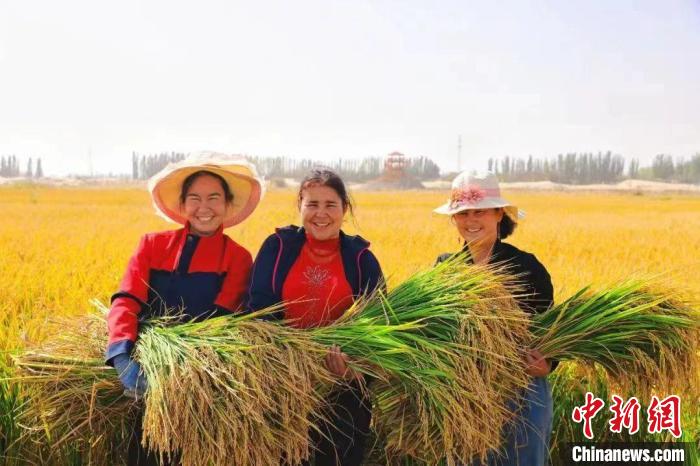 新疆喀什地区岳普湖海水稻种植基地喜获丰收。资料图 岳普湖融媒体中心供图