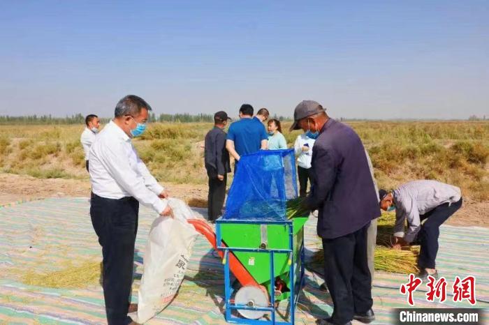 新疆喀什地区岳普湖海水稻种植基地亩产超过540公斤。资料图 岳普湖融媒体中心供图