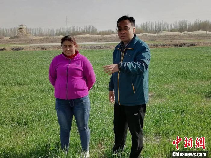 新疆喀什地区岳普湖海水稻种植基地将重度盐碱地改造成良田，实现稻麦两作，为农民带来不菲收益。资料图 朱景朝 摄