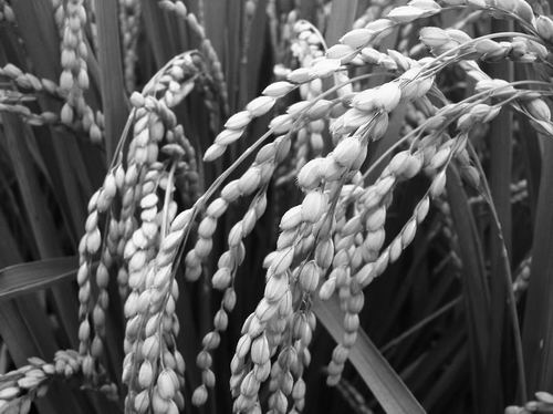 水稻育种新突破有望养活数十亿人