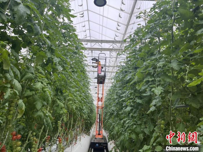 探访浙江嘉兴“农业梦工厂”：小番茄种出“科技味儿”