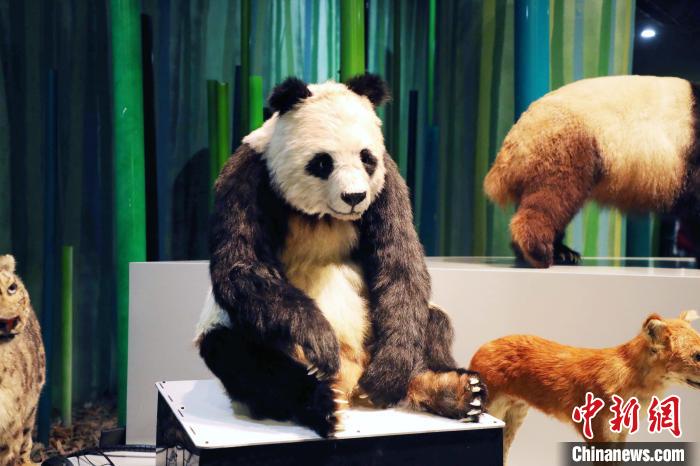 全球首只仿生大熊猫机器人“小川”在成都亮相