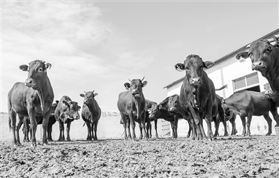 “牛保姆”助红牛产业奔上快车道 “牛保姆”助红牛产业奔上快车道