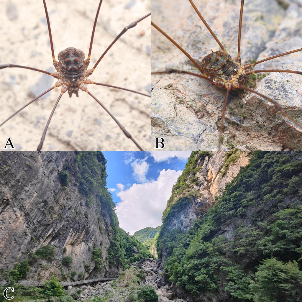 重庆阴条岭国家级自然保护区新增6种蛛形动物特有物种