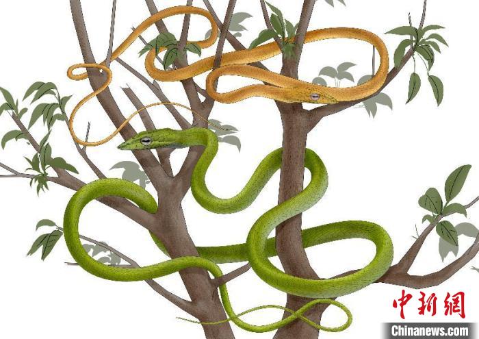 中国科研人员揭示绿瘦蛇体色差异的分子机制