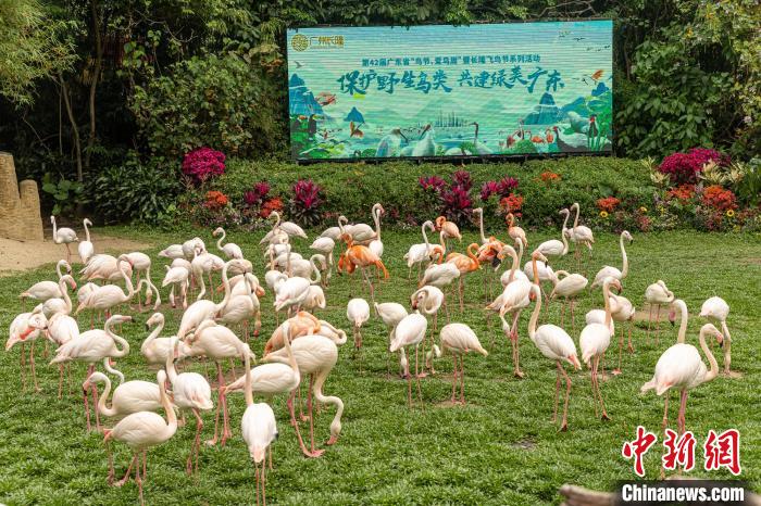 年逾10万只候鸟飞抵珠江口 广东启动“爱鸟周”活动