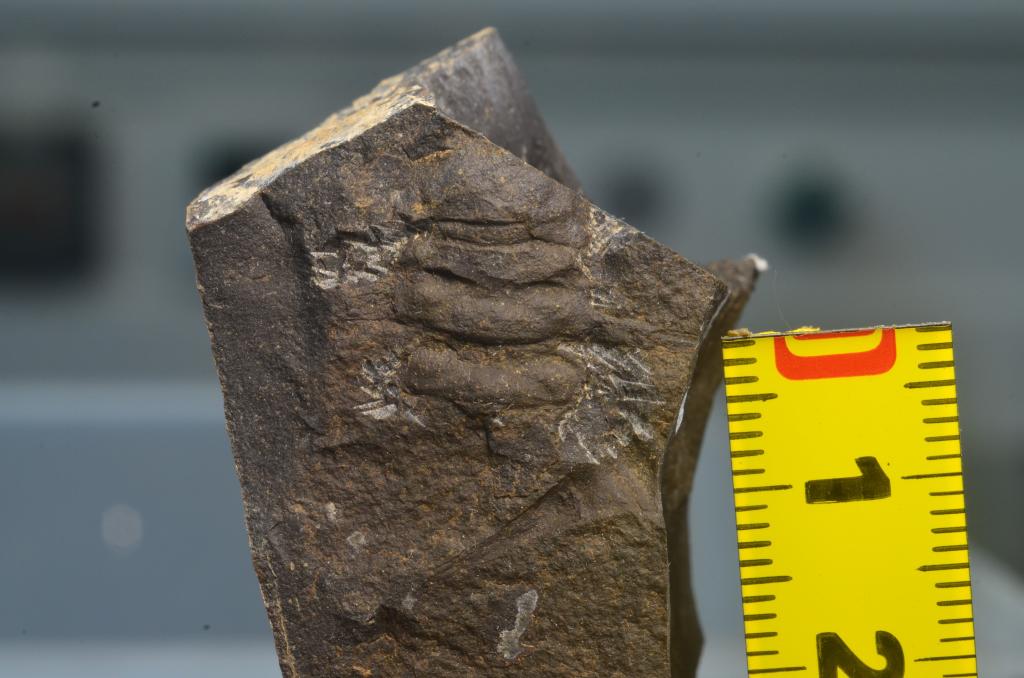 古生物学者发现约4.2亿年前浑身长刺的“虫”