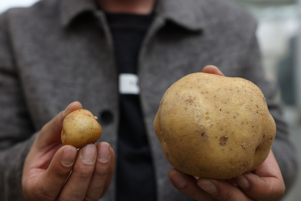 心有所“薯”扎根高原，30多年死磕一块“芋”