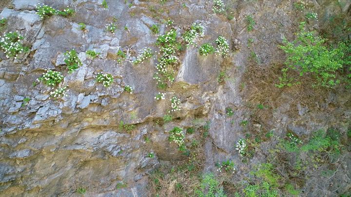 研究人员在门头沟区京西林场发现国家Ⅱ级保护植物槭叶铁线莲大面积集中分布区