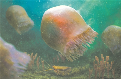 已知最古老水母追溯到五亿年前