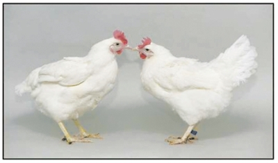 基因编辑让鸡获得禽流感抗性