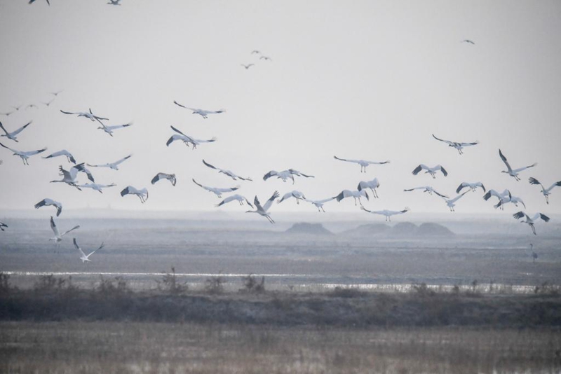特稿：中俄“生态接力”守护候鸟迁徙通道