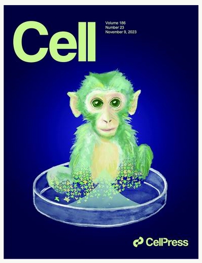 世界首只胚胎干细胞“嵌合猴”诞生