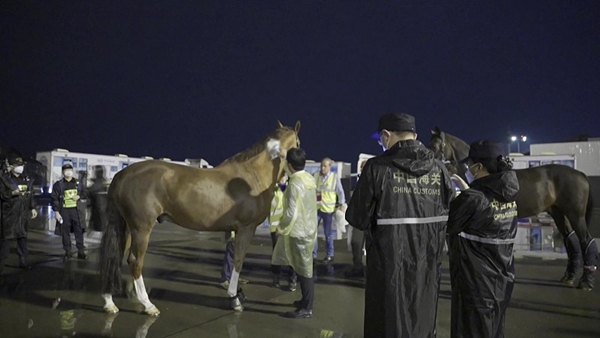 亚运会进境赛马运输监管中的科技力量 亚运会进境赛马运输监管中的科技力量