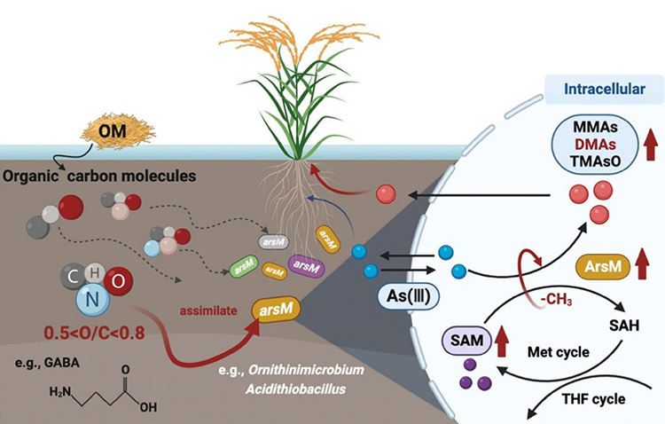 研究揭示稻田土壤有机碳分子调控砷甲基转化机制