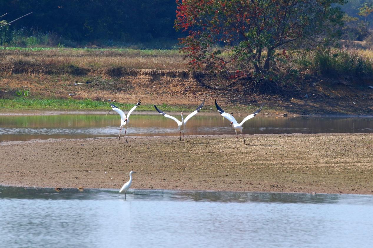 衡山萱洲国家湿地公园：爱鸟护鸟，共筑绿色之梦