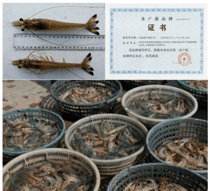 生物技术助力我国水产养殖研究“如鱼得水”