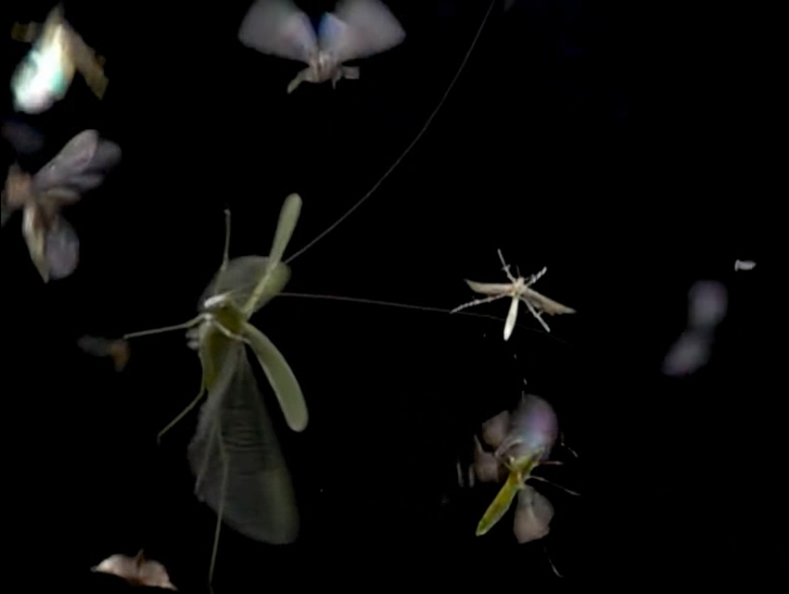 科学家揭秘夜幕下的“迁徙大军”：9.3万亿昆虫飞越东部天空
