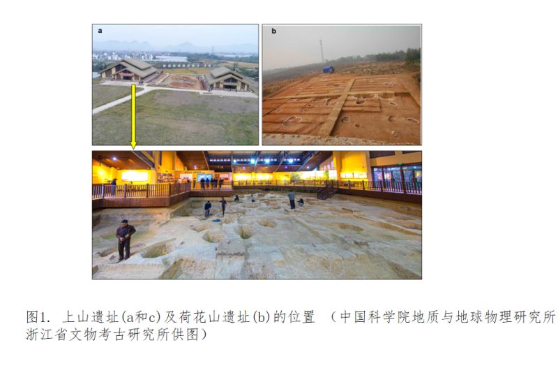 “稻”演万年：上山遗址新证据揭示中国为世界水稻起源地