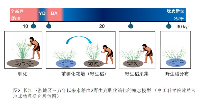 “稻”演万年：上山遗址新证据揭示中国为世界水稻起源地