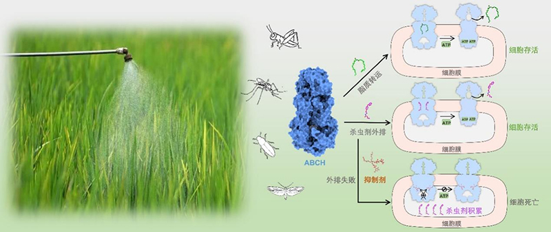 我国科学家破解害虫防御和解毒机制，为“虫口夺粮”提供新思路