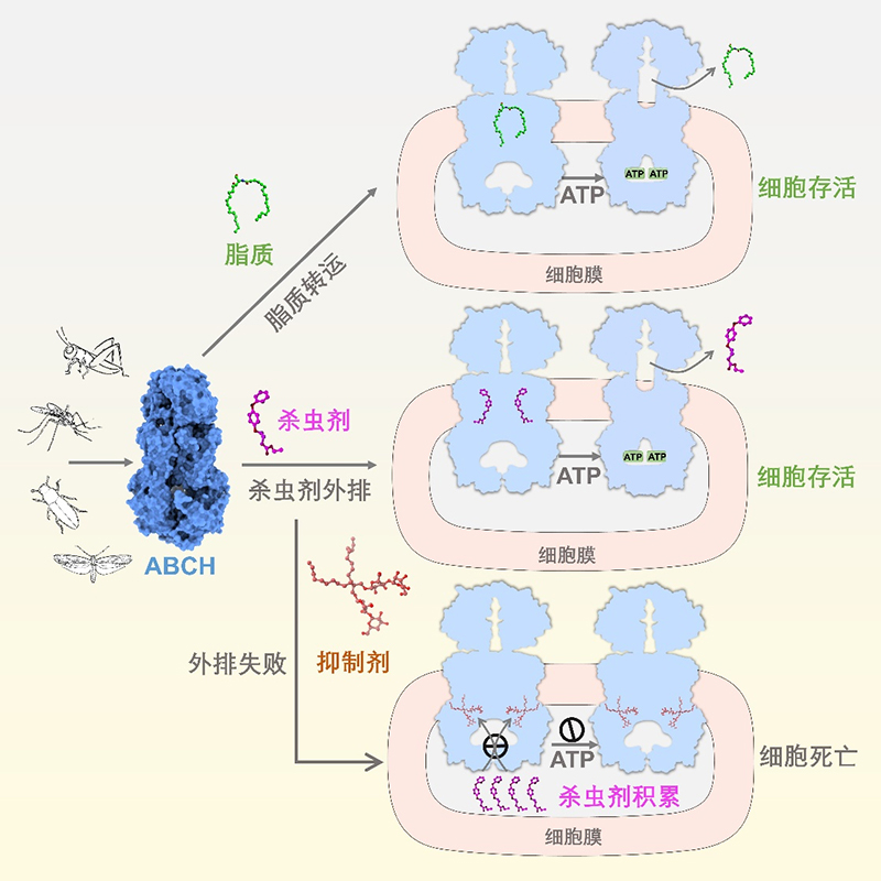 我国科学家破解害虫防御和解毒机制，为“虫口夺粮”提供新思路