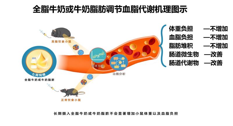 科学家新发现！全脂牛奶不增加血脂负担，反而有益健康？