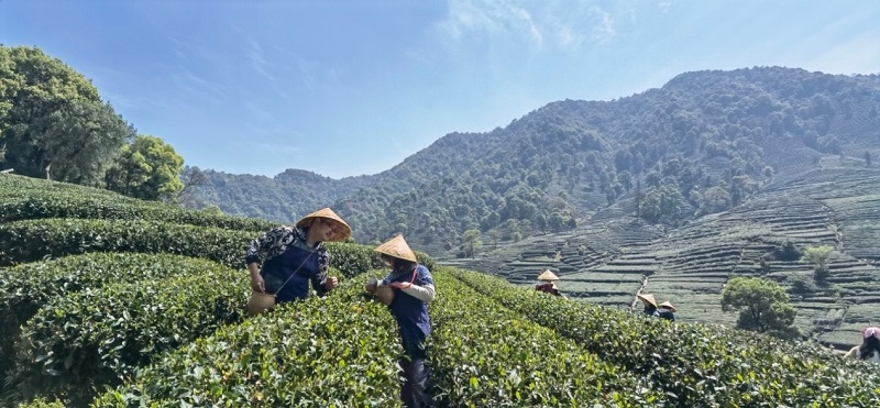 旅行大数据：“采茶”热度上涨，用舌尖感受春天