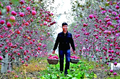 从“土里土气”到“名扬万里”——陕北做大做强特色农业产业(图3)