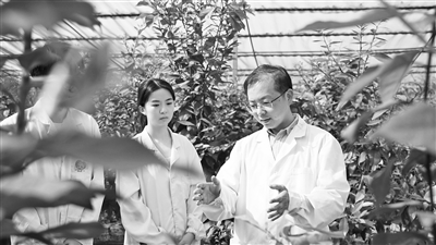 锁住“叛徒蛋白” 攻克“柑橘癌症”